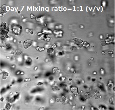 VitroGel IKVAVとVitroGel MMPを用いた膠芽腫細胞（SNB 75）の三次元培養